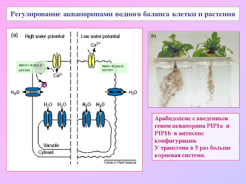 Регулирование аквапоринами водного баланса клетки и растения много воды в клетке мало воды в
